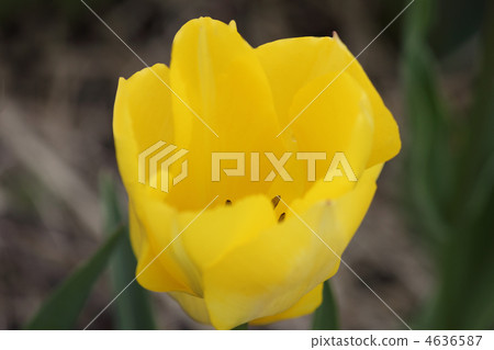 鬱金香 4636587