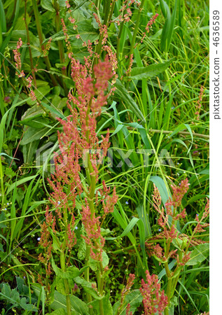 植物·Swallowtail家族 植物·Swallowtail家族 4636589