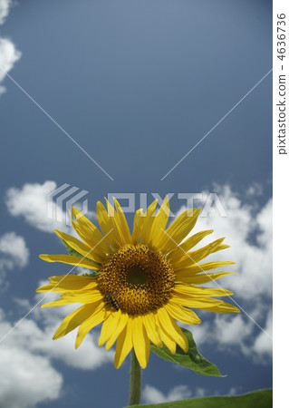 Sunflower 4636736