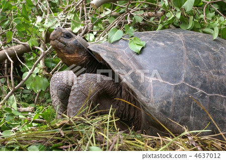 加拉帕戈斯巨龜 4637012