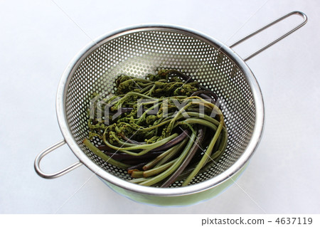 煮蕨菜 煮蕨菜 4637119