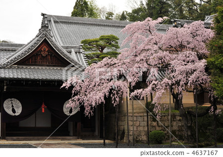 Spring of Kyoto Komyoji Temple 4637167