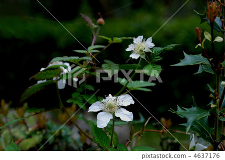 Raspberry Raspberry 4637176
