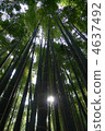 Kamakura bamboo grove 4637492