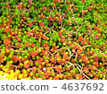 Plant 4637692
