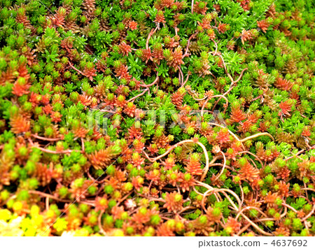 Plant 4637692
