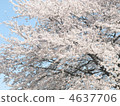 Cherry Blossoms	 4637706