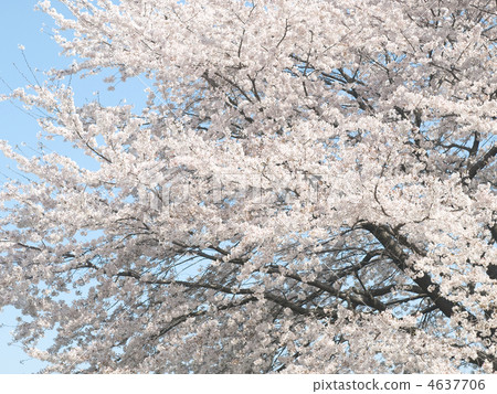 Cherry Blossoms Cherry Blossoms 4637706