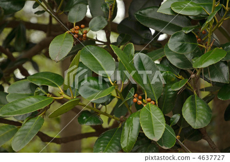 Tree · Tallow tree family Tree · Tallow tree family 4637727