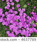 Meadowsweet 4637789