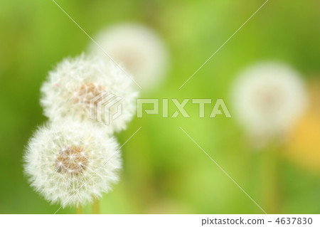 Dandelion's fluff Dandelion's fluff 4637830