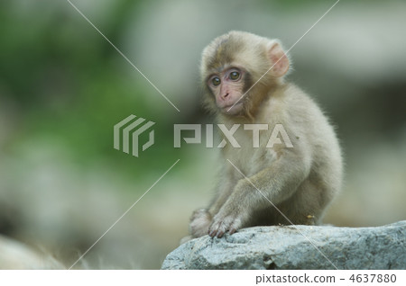 日本獼猴 陸生動物 猴子 4637880