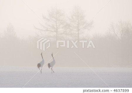 red-crowned crane, crane, bird 4637899