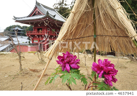 在Taraji寺廟，奈良的冬天牡丹 4637941