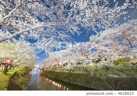Cherry blossoms at night 4638025