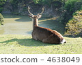 deer, deers, animal 4638049