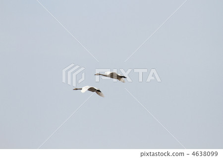 Great swans 4638099