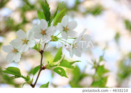 Leaves cherry tree Leaves cherry tree 4638210