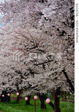 Cherry Blossoms   4638339