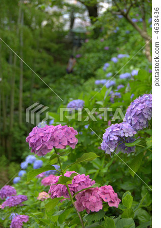 hydrangea hydrangea 4638436