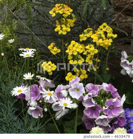 Primula · Obconica and Calceualaria 4638479