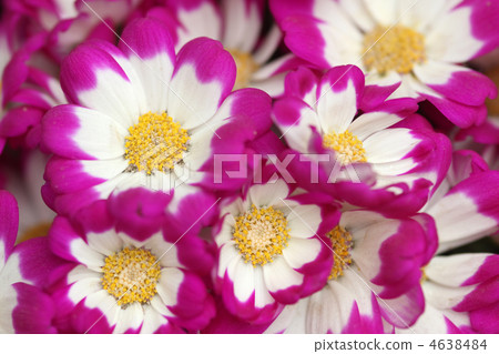 Cineraria Cineraria 4638484