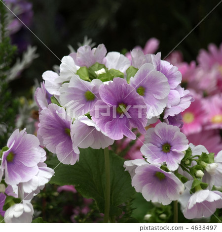 報春花·Obconica 4638497