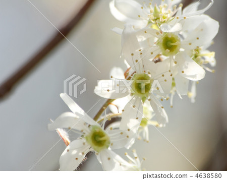 六月漿果 六月漿果 4638580