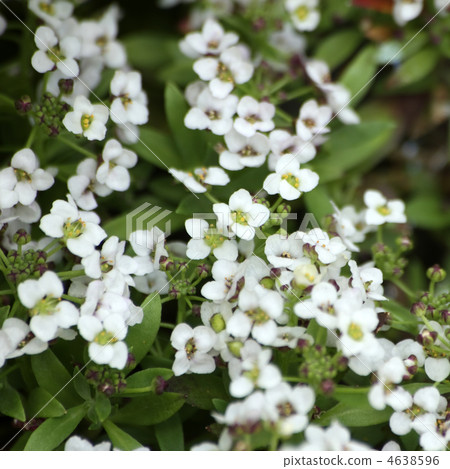 Sweet Alyssum 4638596