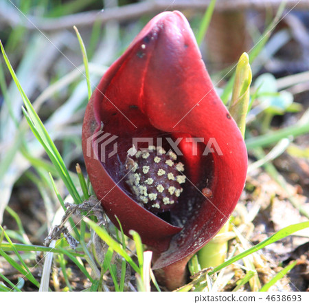 臭菘 雌雄異株 匙葉紫菀 4638693