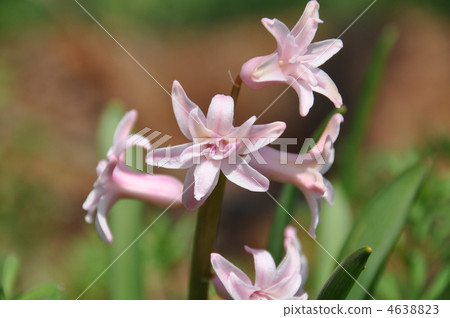 hyacinth, hyacinths, hyacinthus 4638823