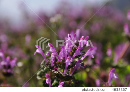 henbit, bloom, blossom 4638867