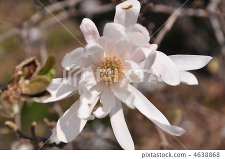magnolia stellata, bloom, blossom 4638868