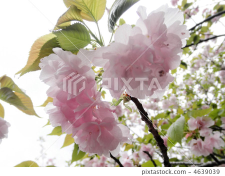 Cherry blossom female elephant (Hugen elephant) 4639039