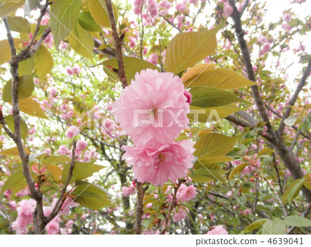 Sakura Kanayama (Kanzan) Flower language: rich culture 4639041