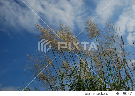 在秋天與雪天空調情 4639057