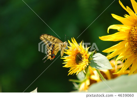 親吻向日葵 4639060