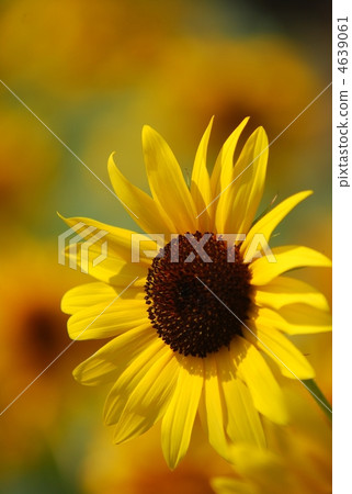 純淨的向日葵 4639061