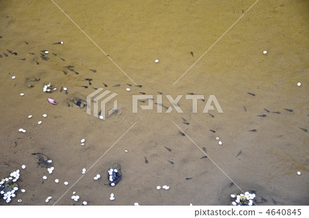 Cherry blossoms and tadpoles 4640845