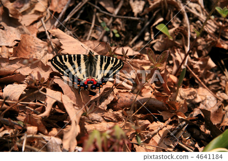 Gift butterfly Gift butterfly 4641184