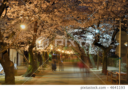Cherry blossoms at cabbage Baba at evening 4641193