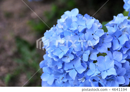 Flower fields in which hydrangea blooms 4641194