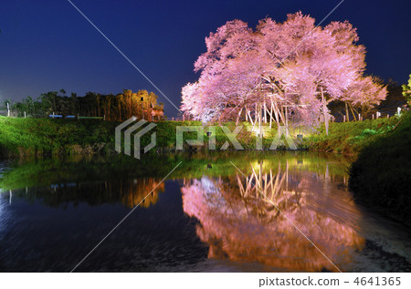 Asai一棵櫻桃樹 4641365