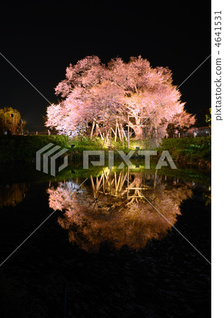 Asai一棵櫻桃樹 Asai一棵櫻桃樹 4641531