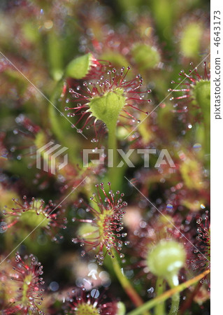 Alpine plants Alpine plants 4643173