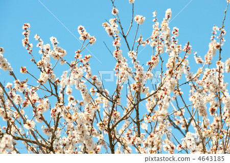 Blossoming branches of a tree 4643185