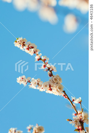 Blossoming branches of a tree 4643186