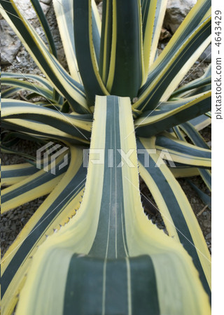 Background abstract cactus Background abstract cactus 4643429