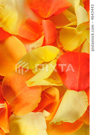 Rose petal background Rose petal background 4643443