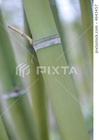 Bamboo 4643457